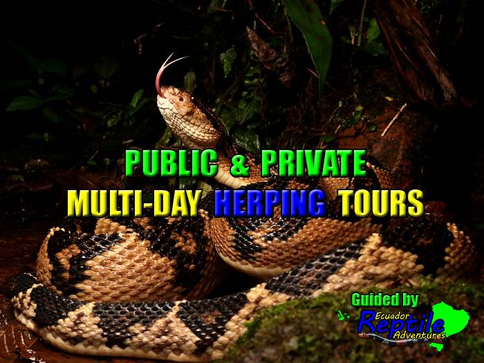 Ecuador Reptile Adventures