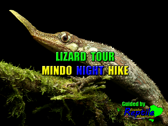 Lizard Tour
