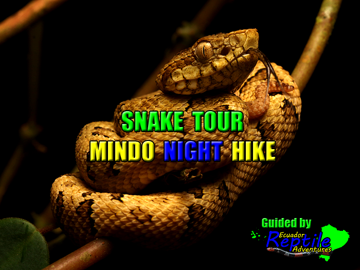 Snake Tour